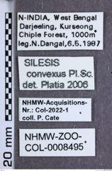 Etikette zu Silesis convexus (NHMW-ZOO-COL-0008495)